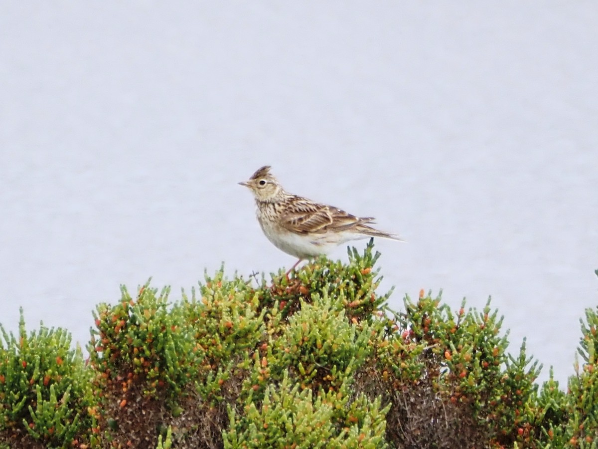 Alouette des champs - ML646864108