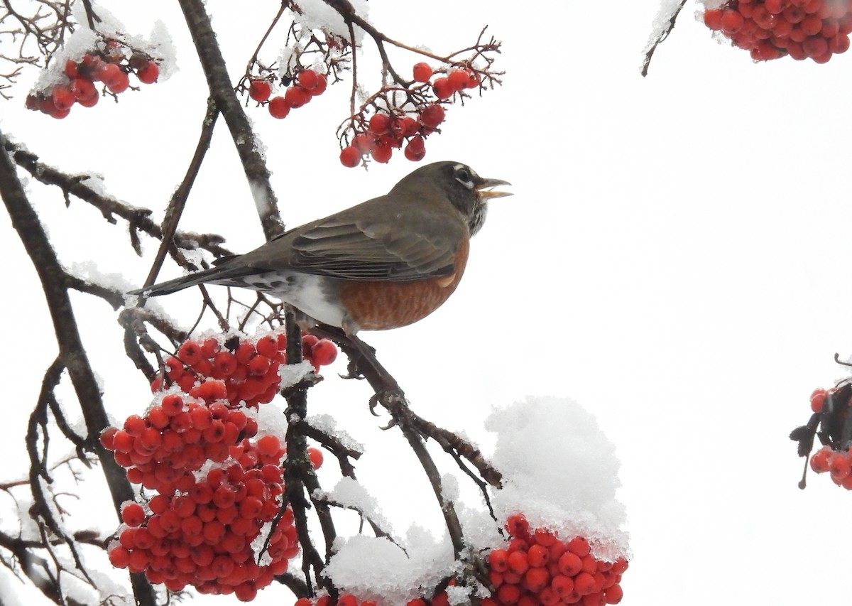 Merle d'Amérique - ML646864109