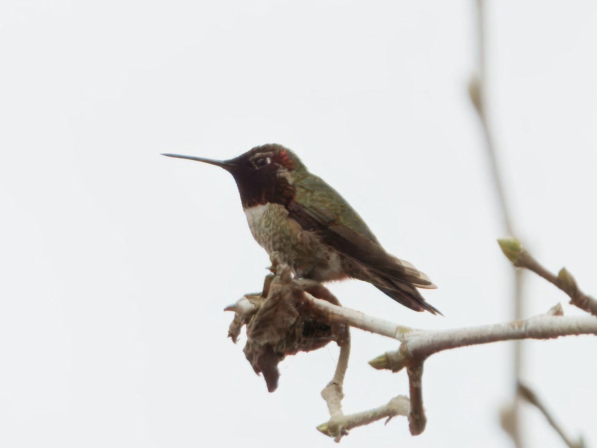 Colibri d'Anna - ML646864113