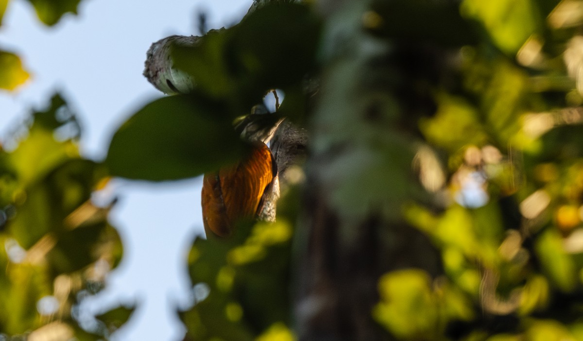 Дзьобак індокитайський - ML646864115