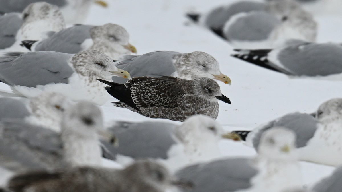 Kaio iluna - ML646864122