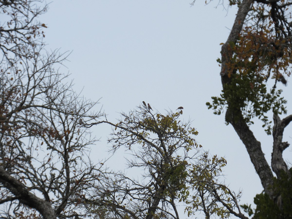 Roselin familier - ML646864123