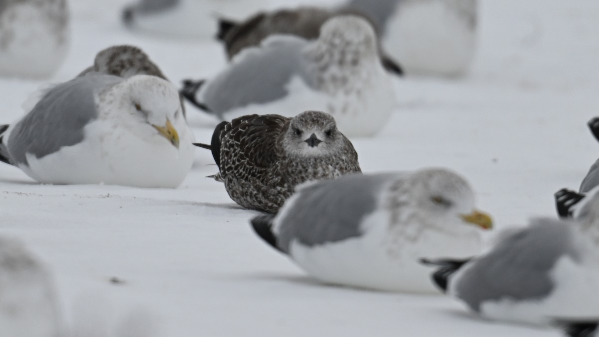 Kaio iluna - ML646864124