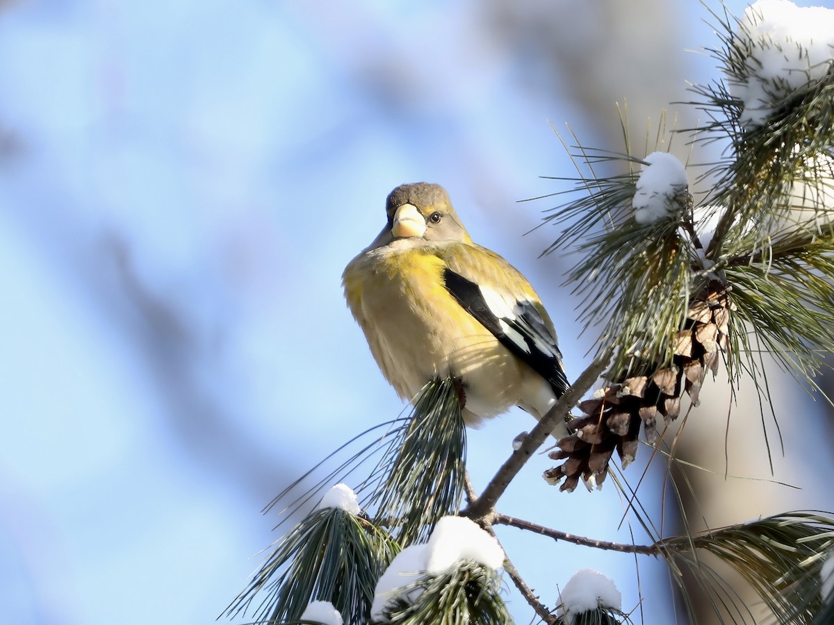 Sarı Kaşlı Kocabaş - ML646864130