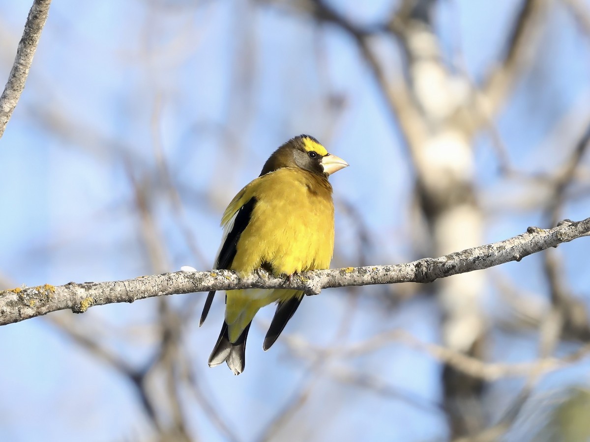 Sarı Kaşlı Kocabaş - ML646864133