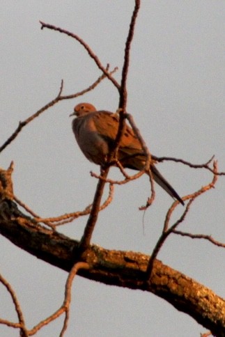 Mourning Dove - ML646864135