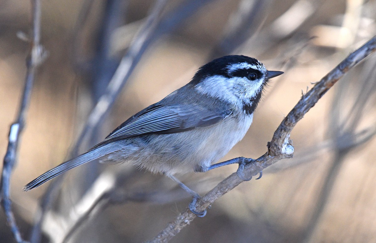 Mountain Chickadee - ML646864137