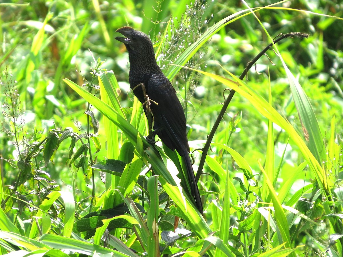 オオハシカッコウ - ML646864144