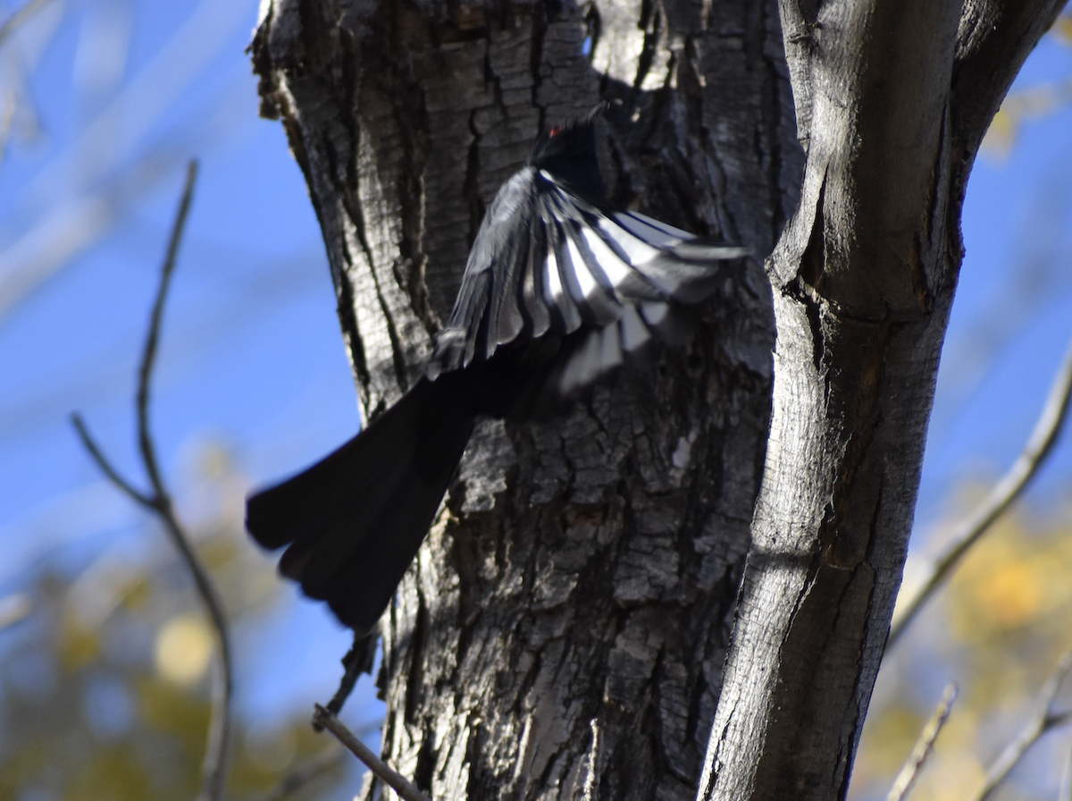 Phainopepla - ML646864145