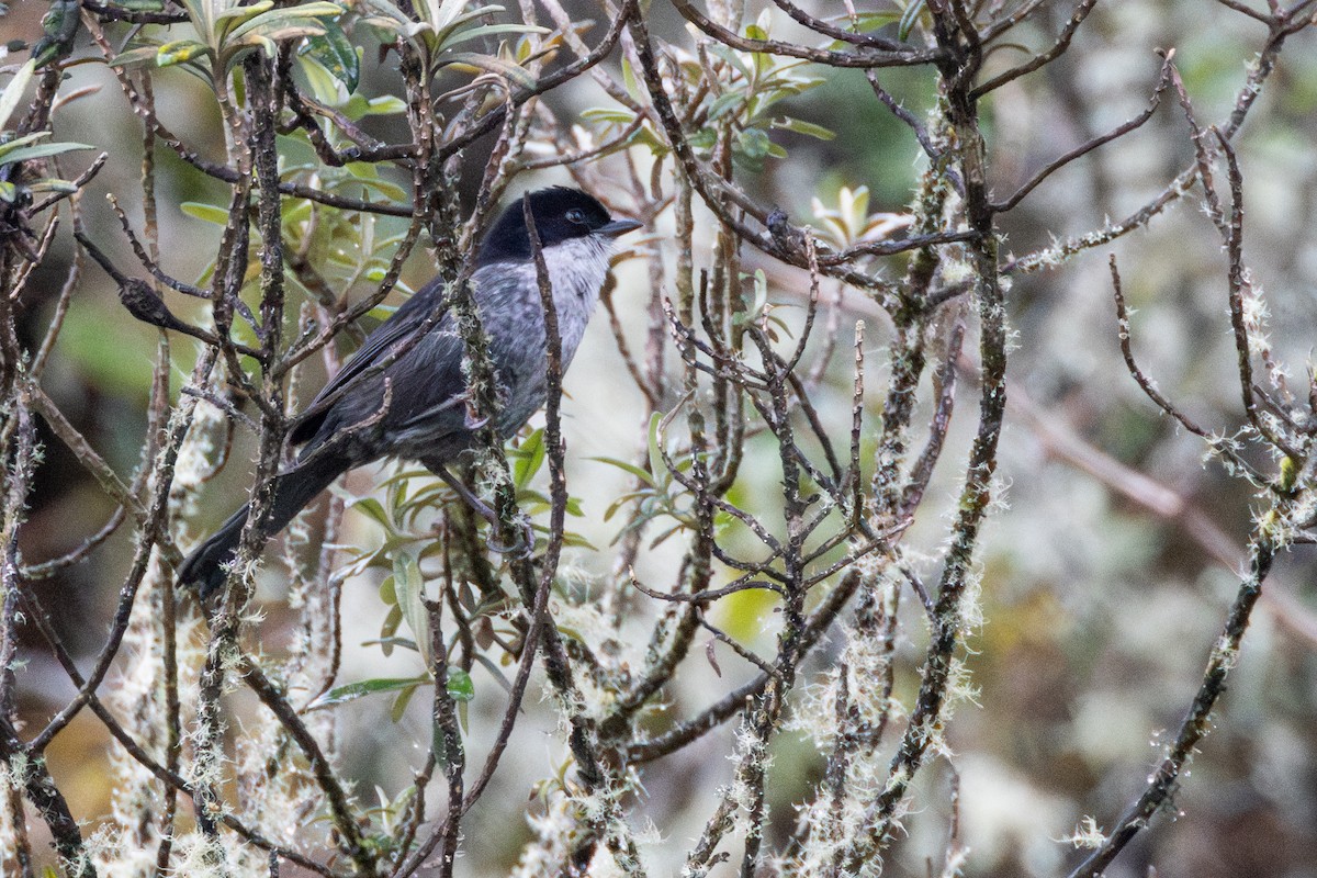 Black-backed Bush Tanager - ML646864148