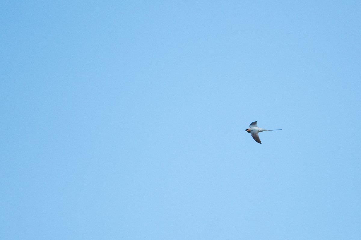 Tepeli Ağaç Ebabili - ML646864158