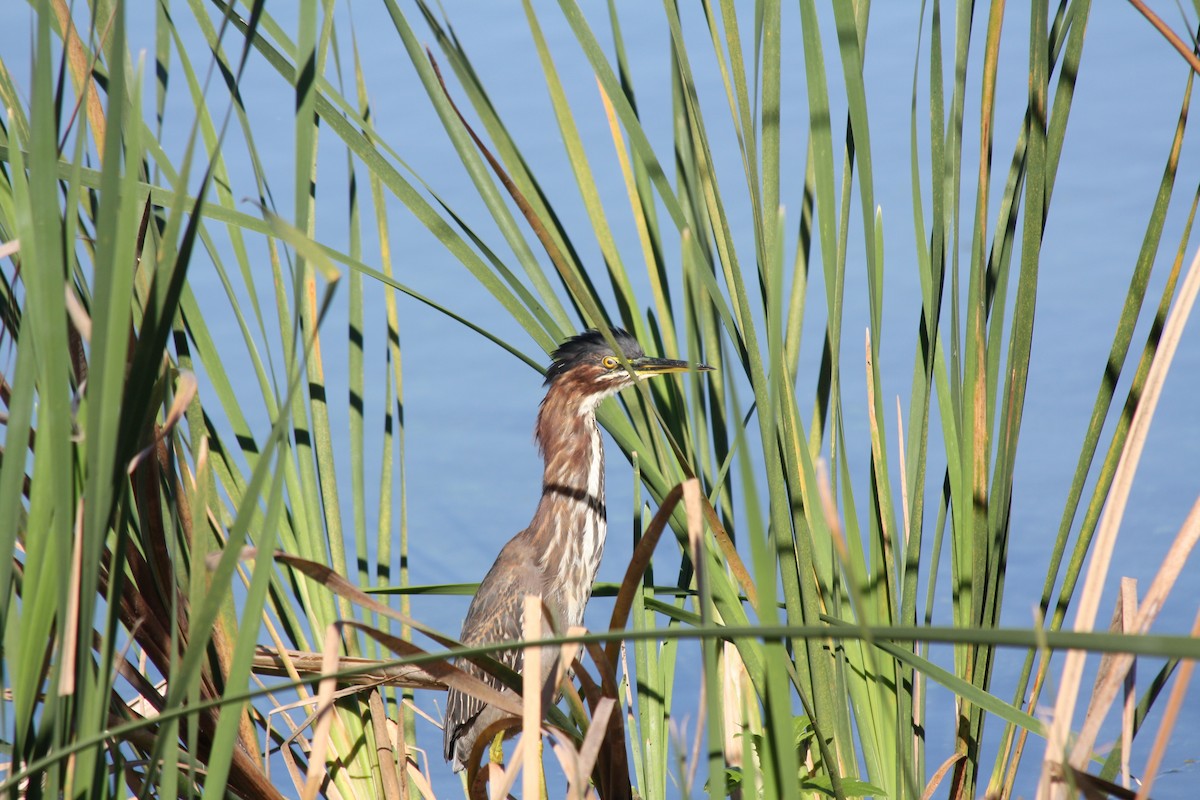 Yeşil Balıkçıl - ML646864161