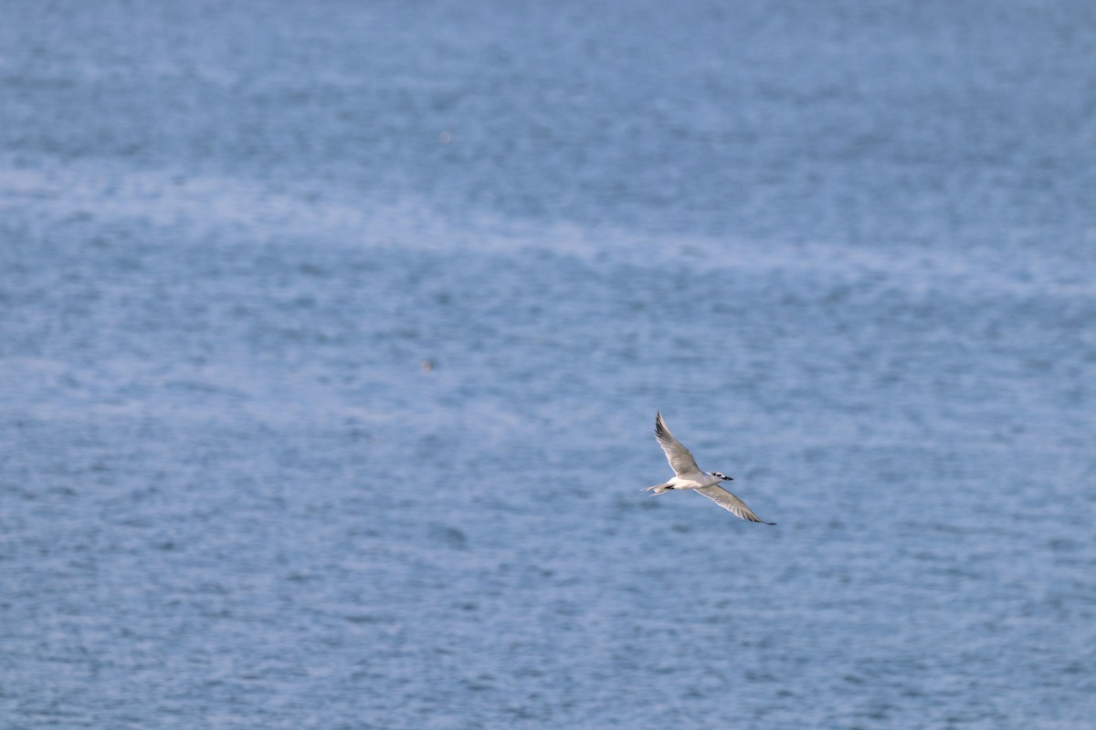 Sandwich Tern - ML646864162