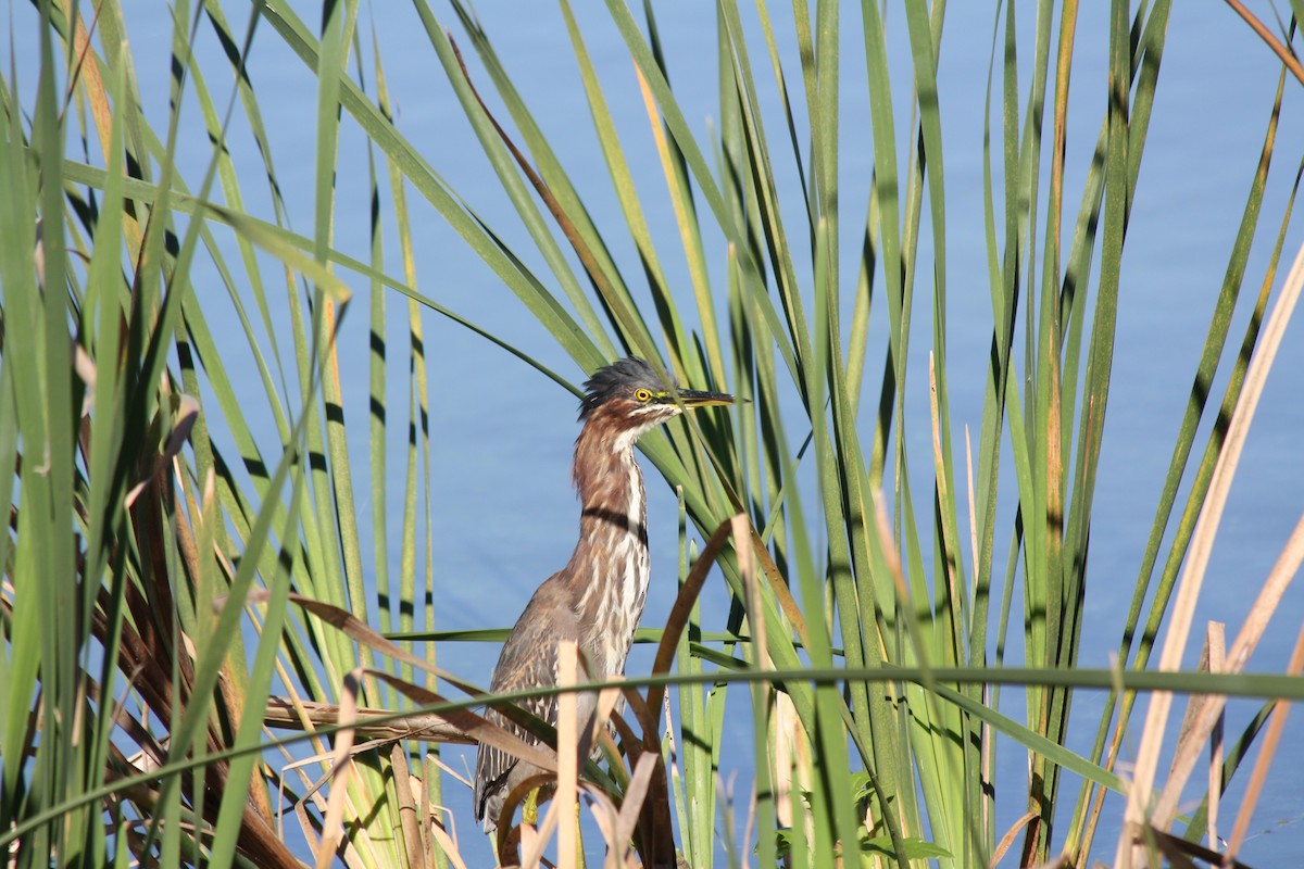 Yeşil Balıkçıl - ML646864163