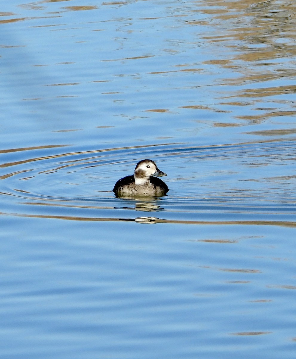 Long-tailed Duck - ML646864164