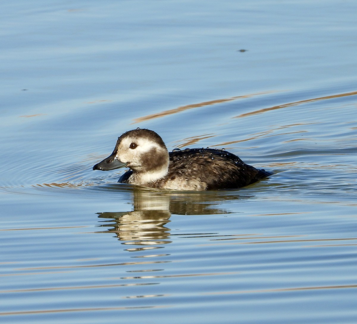 Long-tailed Duck - ML646864165