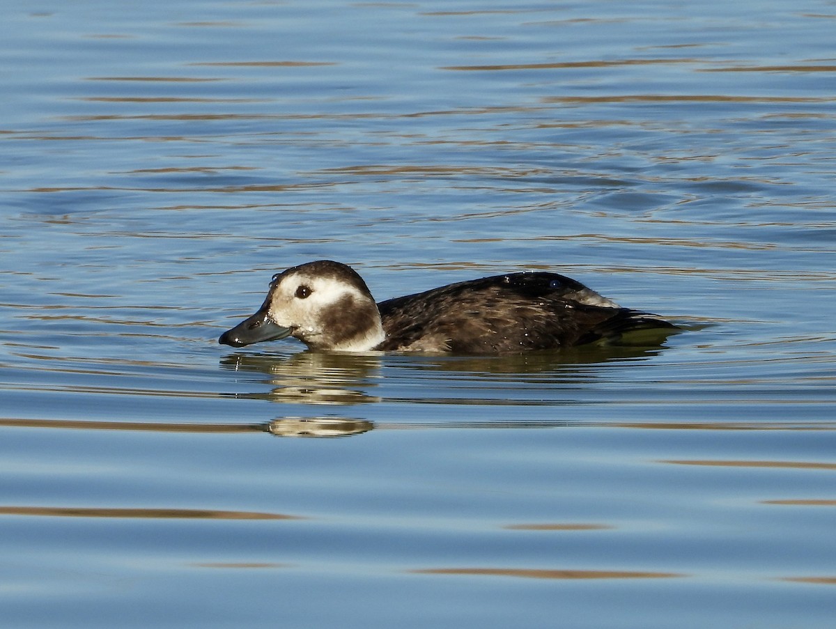 Long-tailed Duck - ML646864166