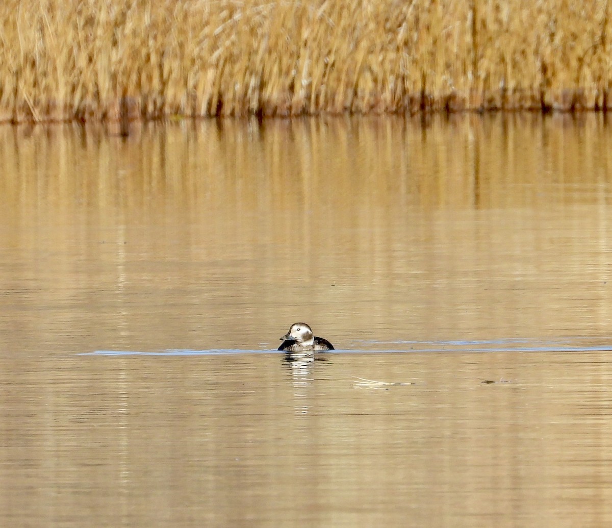 Long-tailed Duck - ML646864167