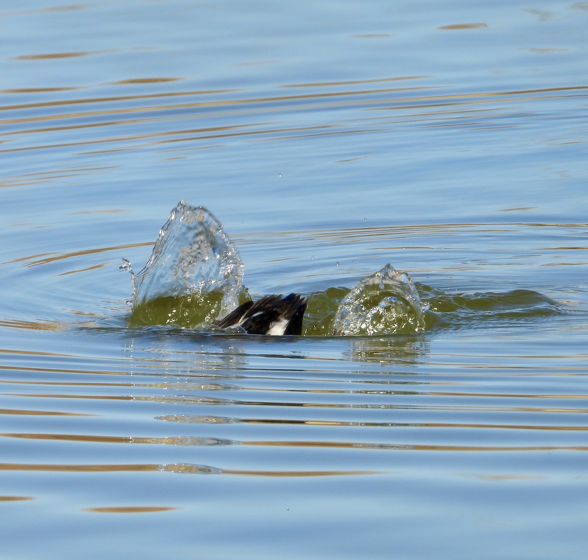 Long-tailed Duck - ML646864168