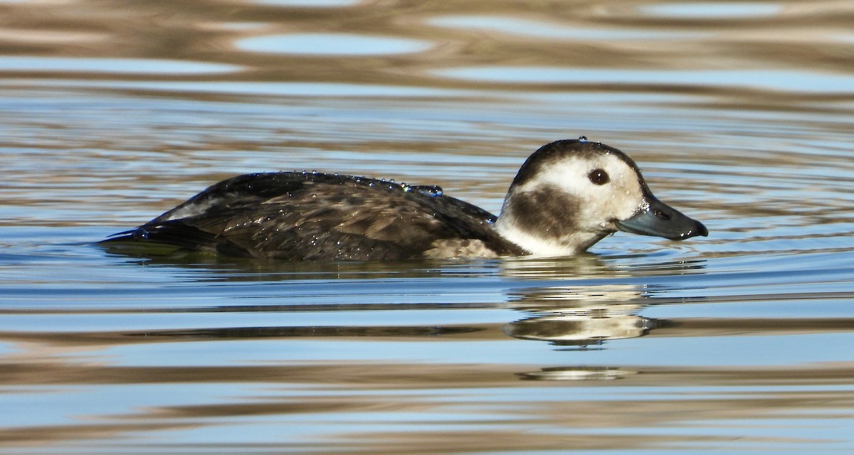 Long-tailed Duck - ML646864169