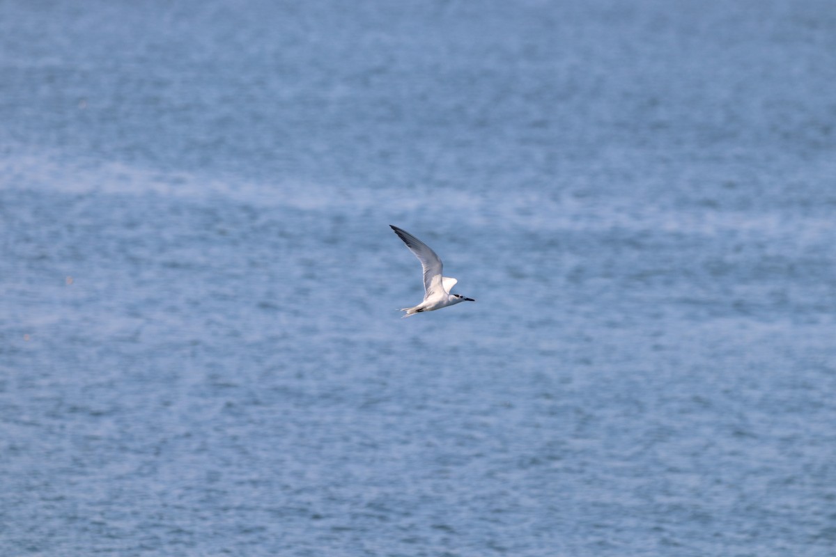 Sandwich Tern - ML646864170