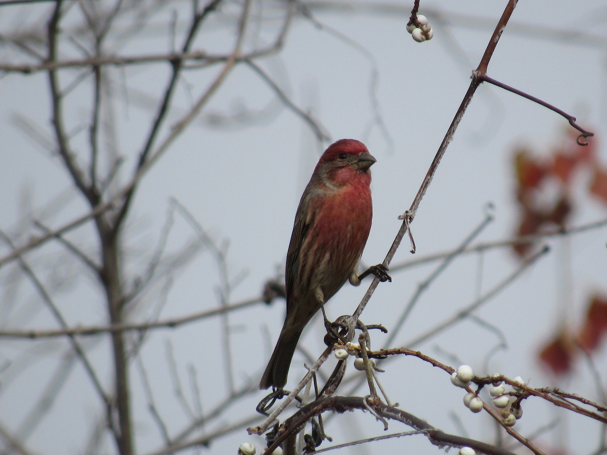 Roselin familier - ML646864171