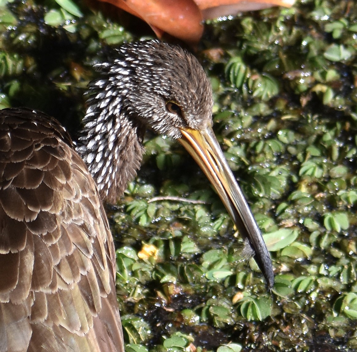 kurlan chřástalovitý - ML646864172