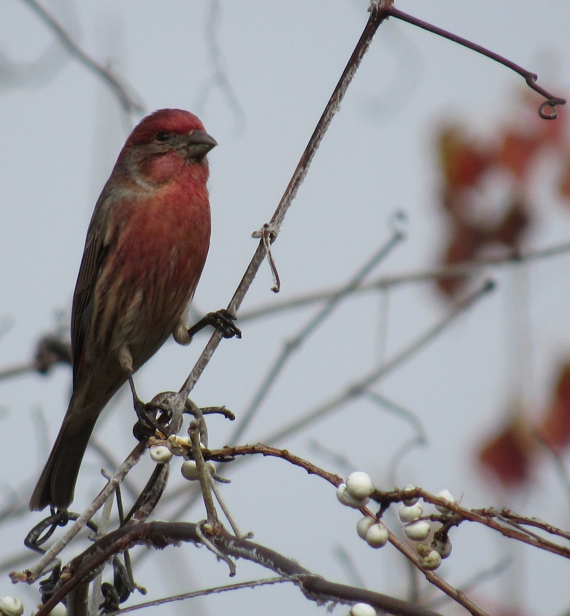 Roselin familier - ML646864177