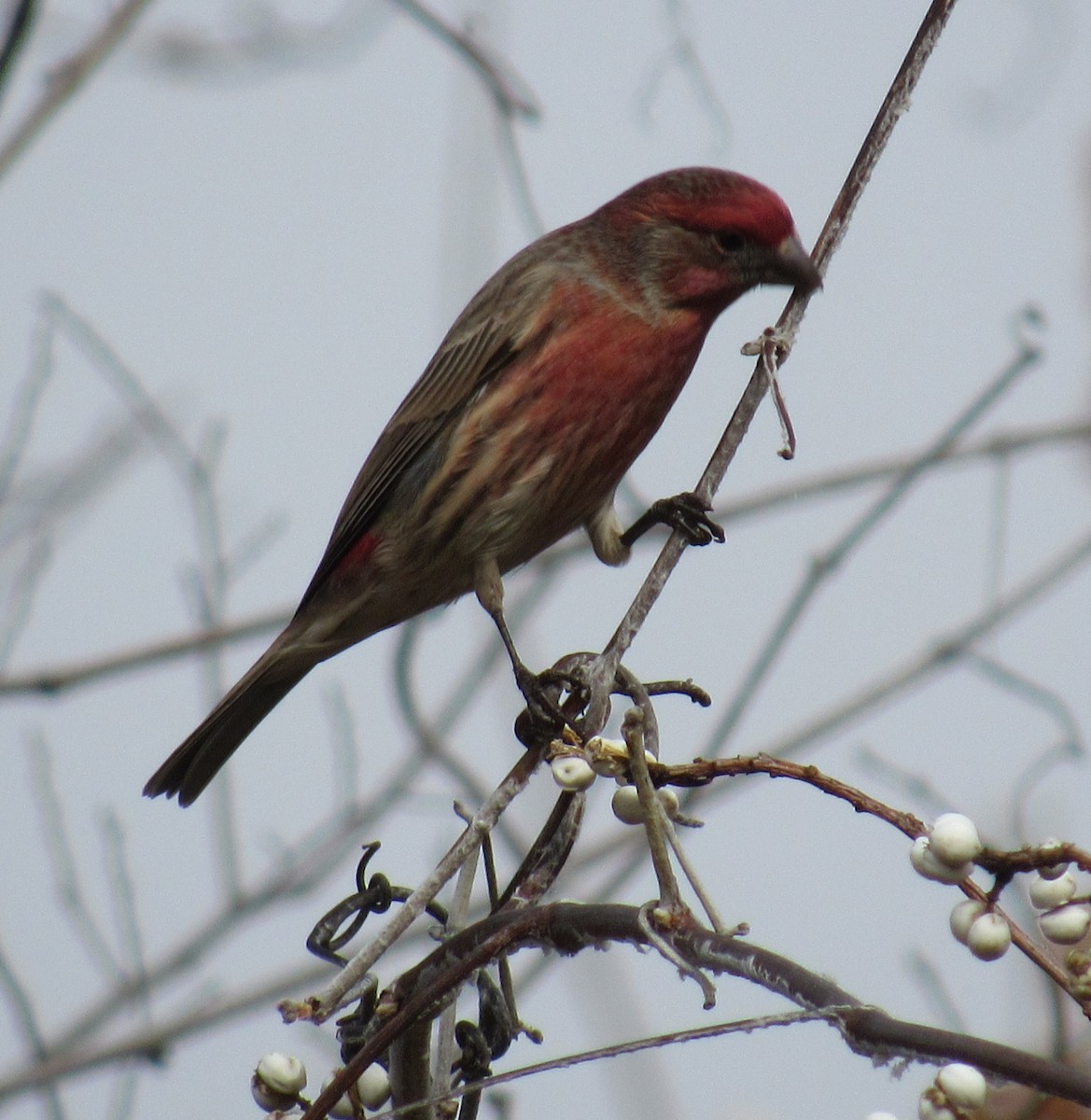 Roselin familier - ML646864180