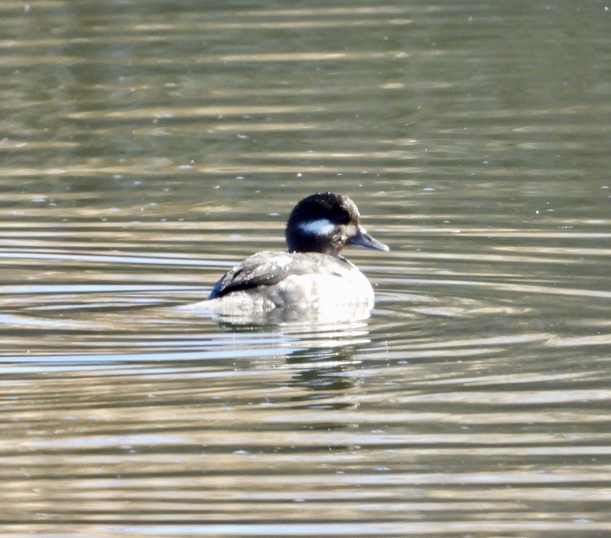 Bufflehead - ML646864181