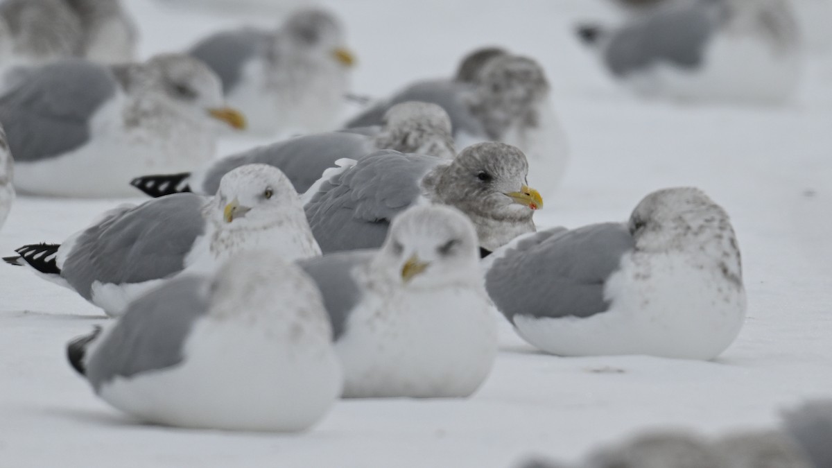 Kaio hegalzuria (thayeri) - ML646864182