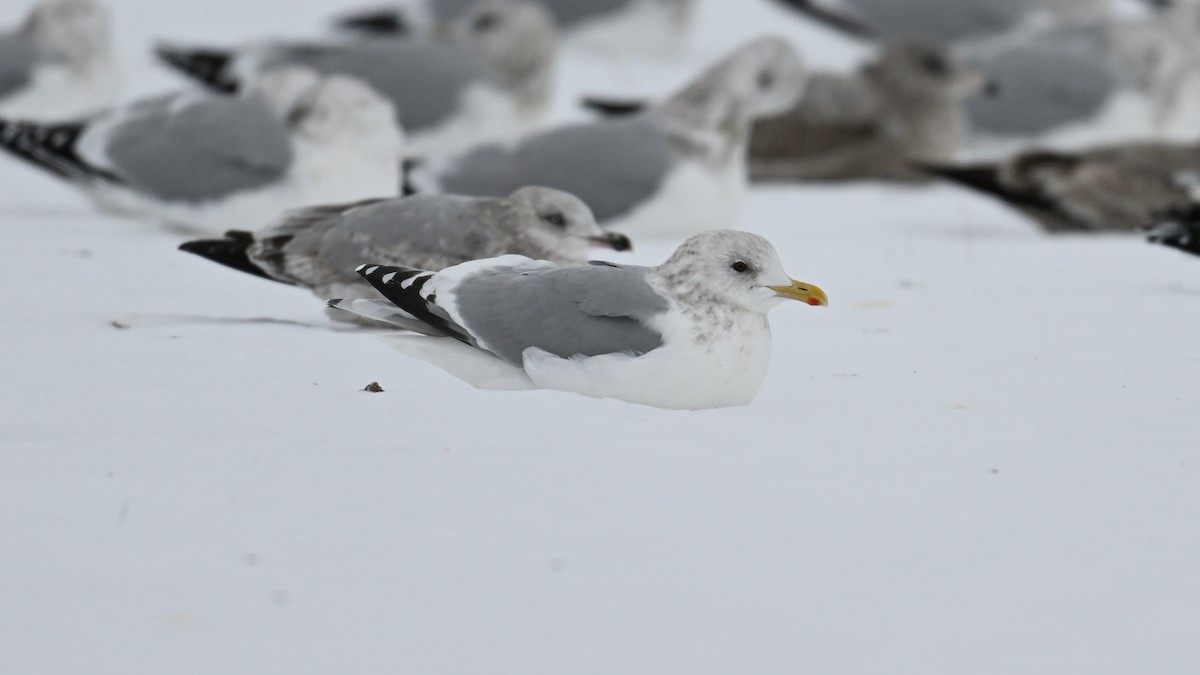 Kaio hegalzuria (thayeri) - ML646864183