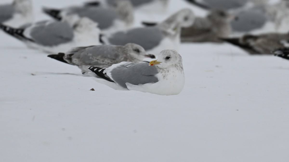 Kaio hegalzuria (thayeri) - ML646864184