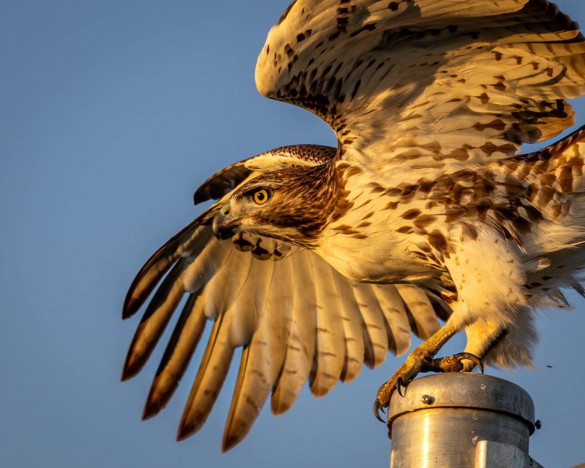 Red-tailed Hawk - ML646864185