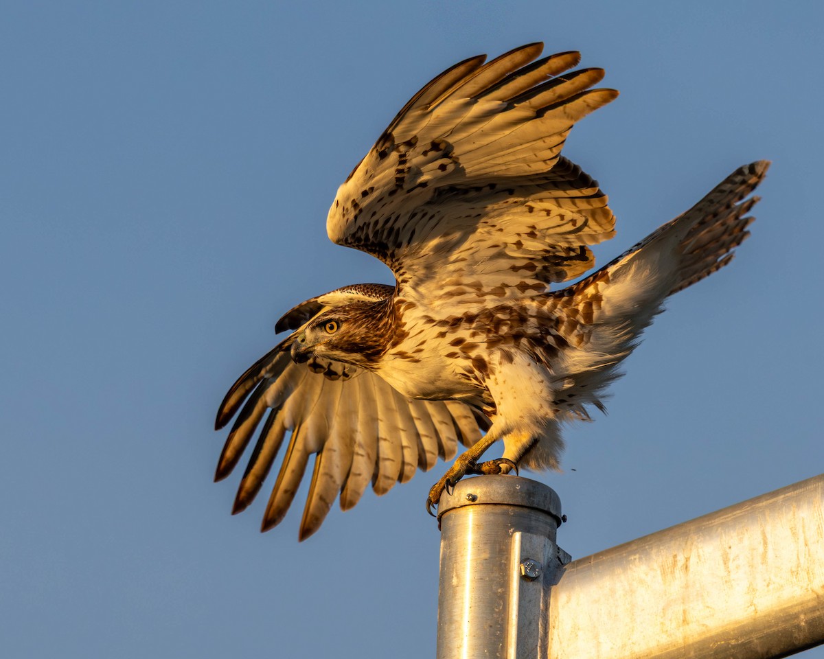 Red-tailed Hawk - ML646864186