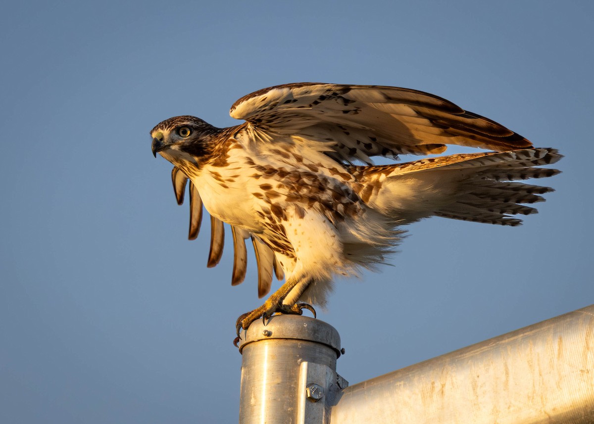 Red-tailed Hawk - ML646864187