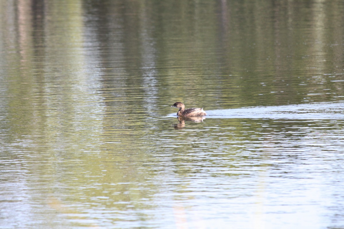 Pied-billed Grebe - ML646864189