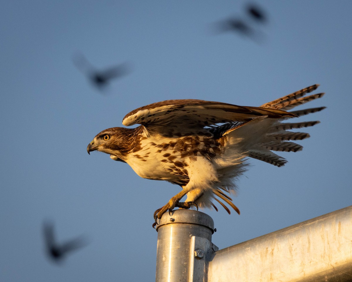 Red-tailed Hawk - ML646864191