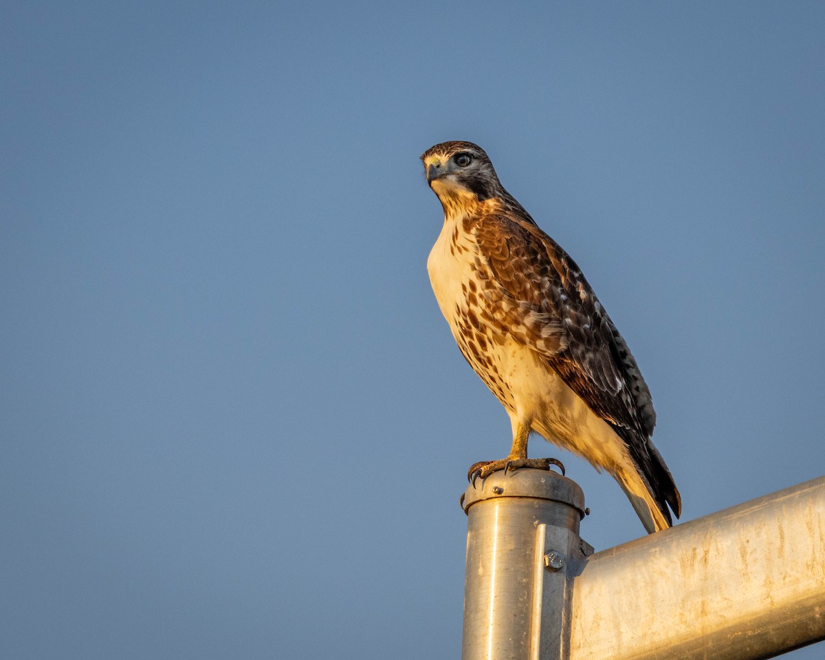 Red-tailed Hawk - ML646864192