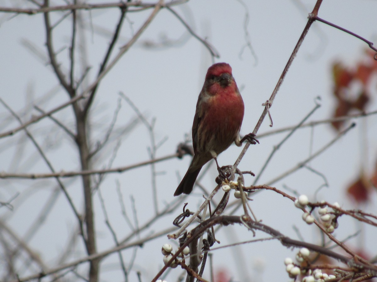 Roselin familier - ML646864194