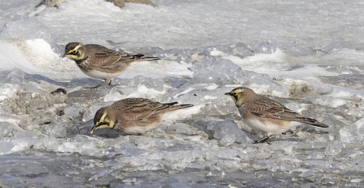 Horned Lark - ML646864195