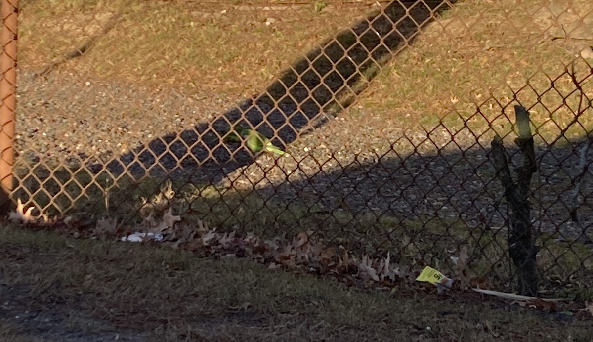 Mönchssittich - ML646864197