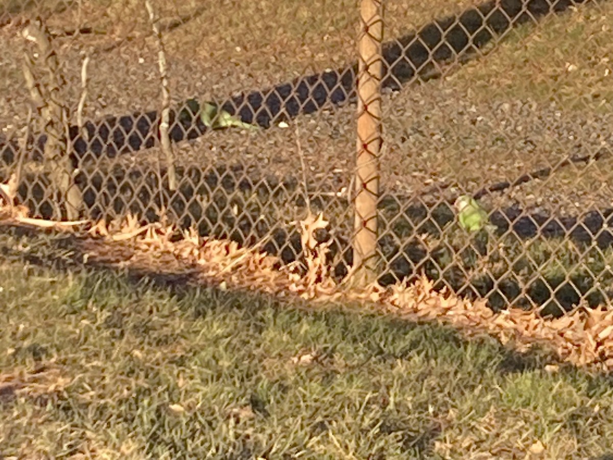 Mönchssittich - ML646864198