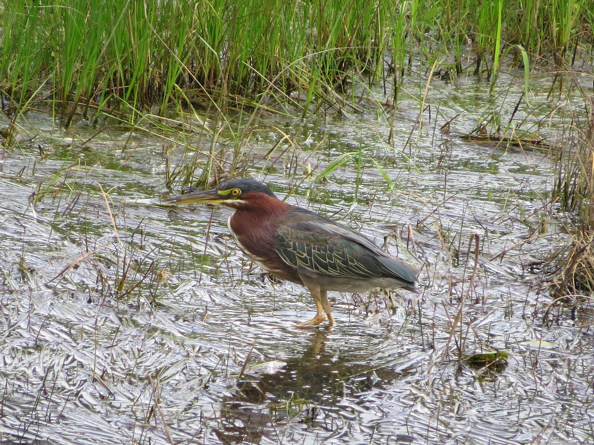 Yeşil Balıkçıl - ML646864203