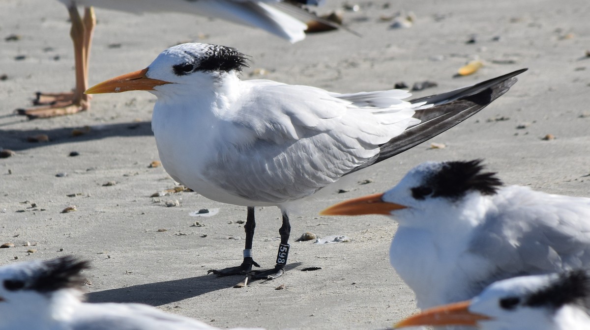 Крячок королівський - ML646864204