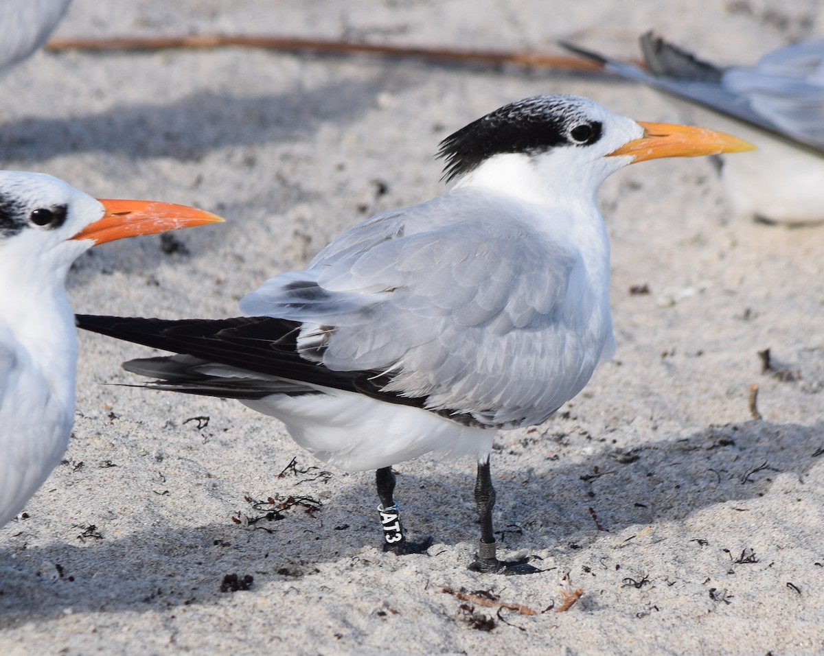 Крячок королівський - ML646864205