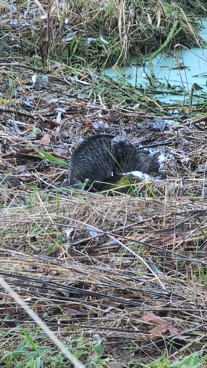 動物界 - ML646864206