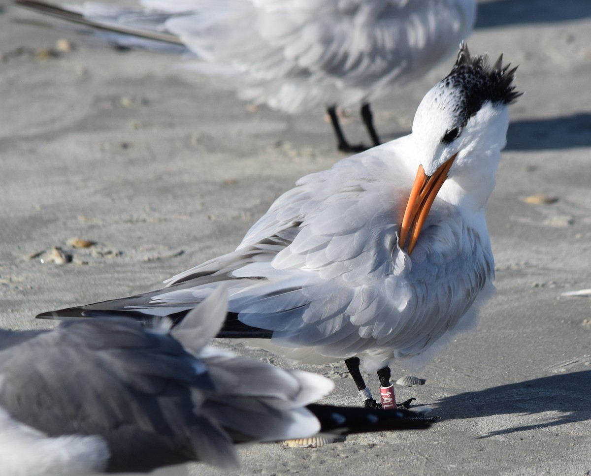 Крячок королівський - ML646864207