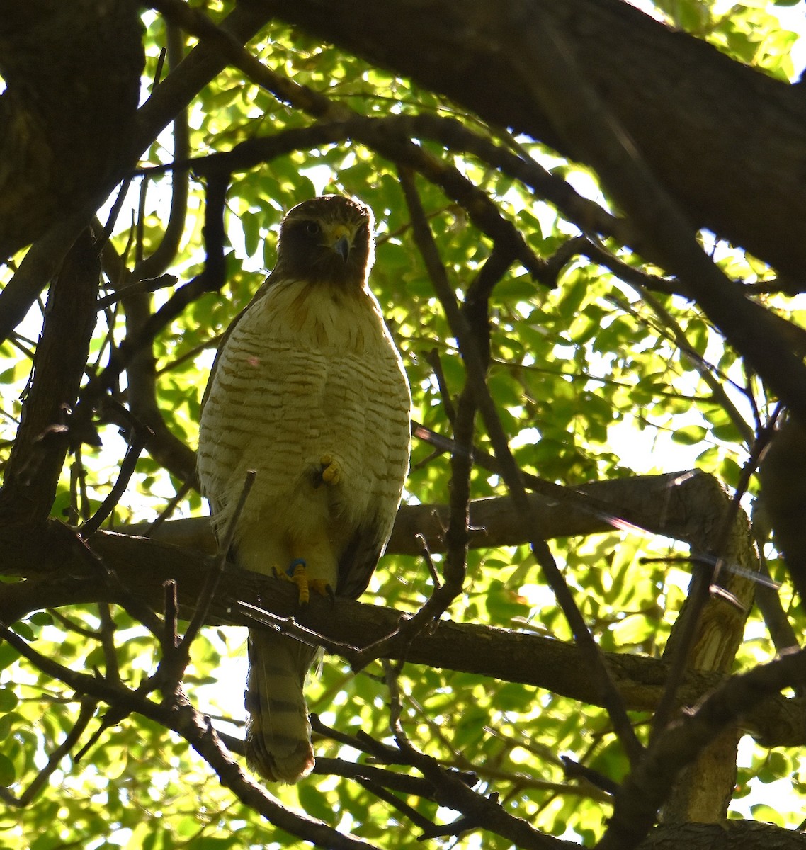 Roadside Hawk - ML646864208