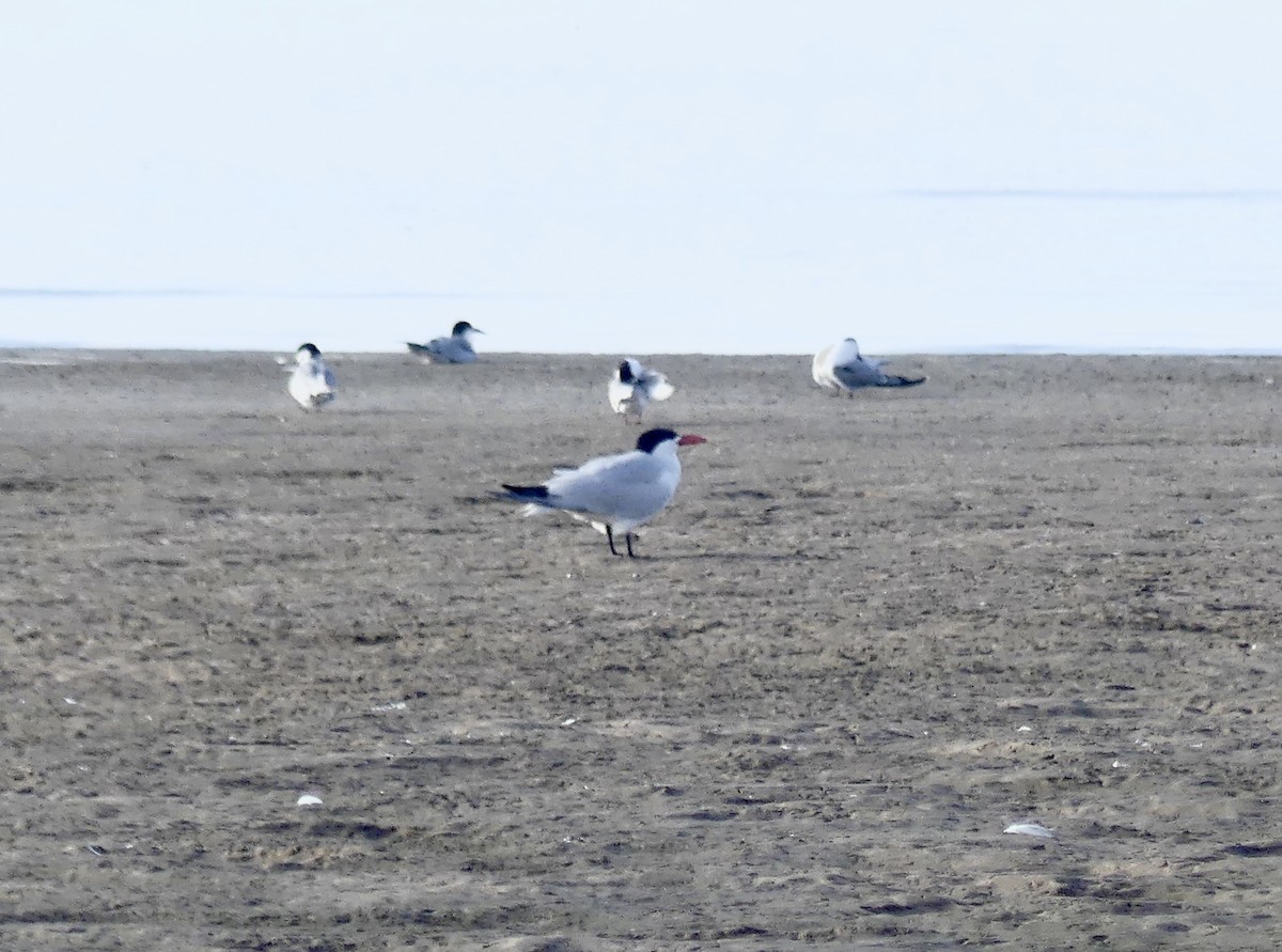 Caspian Tern - ML646864210
